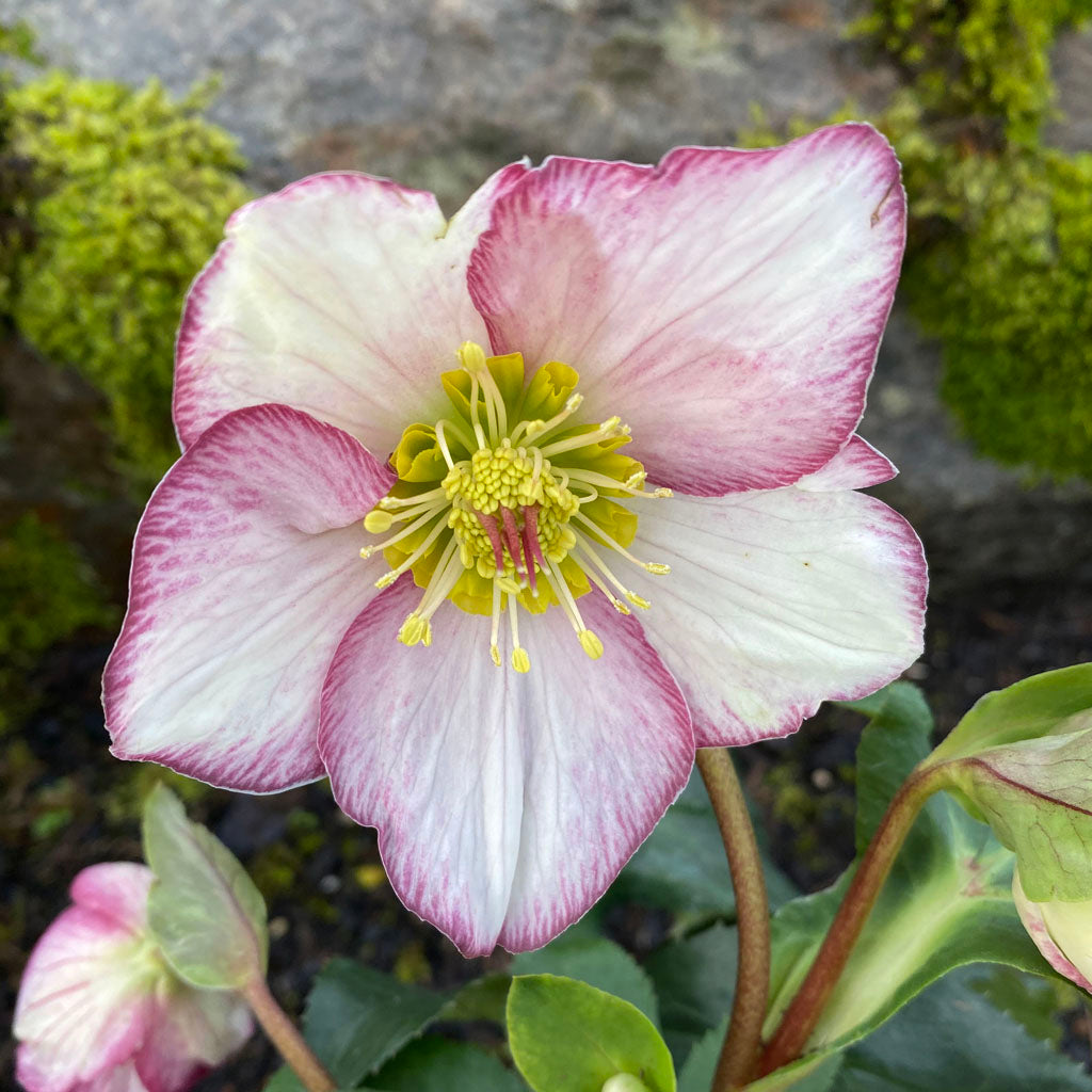 Hellebore Ice N' Roses Picotee